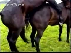 A tourist took a picture of two black horses having sex at a zoo.